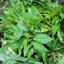 Soko Leaf